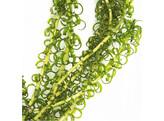 Elodea crispa  250