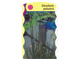 Eleocharis palustris  24