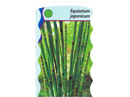 Equisetum japonicum  24