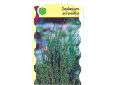 Equisetum scirpoides  24
