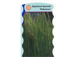 Equisetum robustum  24