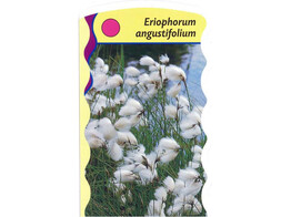 Eriophorum angustifolium  24