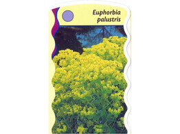 Euphorbia palustris  24