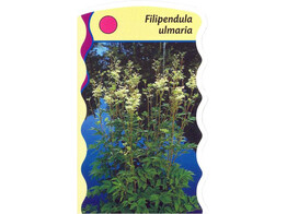 Filipendula ulmaria  24