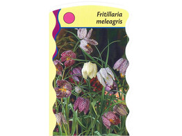 Fritillaria meleagris  24