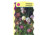 Fritillaria meleagris  24