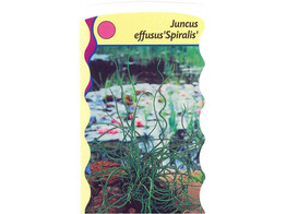 Juncus effusus Spiralis  24