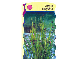 Juncus ensifolius  24