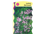 Lychnis flos-cuculi  24