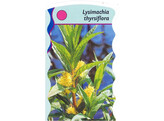 Lysimachia thysriflora  24