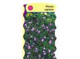 Mazus reptans  24