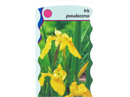 Iris pseudacorus  24