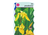 Iris pseudacorus  24