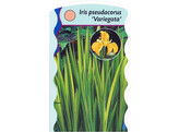 Iris pseudacorus Variagata  24