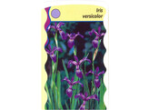 Iris versicolor  24