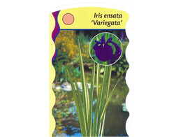 Iris ensata Variagata  24