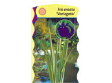 Iris ensata Variagata  24