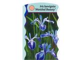 Iris laevigata  mottled beauty   24