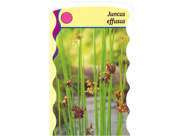 Juncus effusus  24