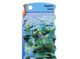 Nuphar luteum  24