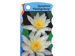 Nymphaea Potslingberg p20  6