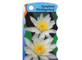 Nymphaea Potslingberg p20  6