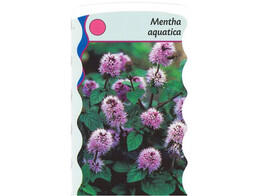 Mentha aquatica  24