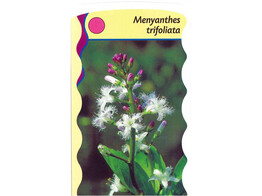 Menyanthes trifoliata  24