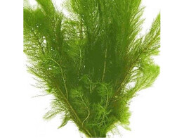 Myriophyllum scrabatum  250