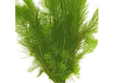 Myriophyllum scrabatum  250