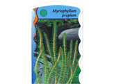 Myriophyllum propium  24