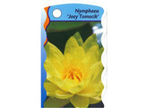 Nymphaea Joey Tomocik p20  6