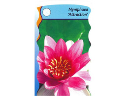 Nymphaea Attraction  15