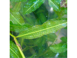 Potamogeton lucens  250