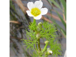 Ranunculus aquatilis  250