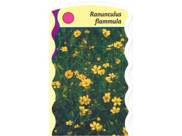 Ranunculus flammula  24