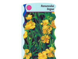 Ranunculus lingua  24