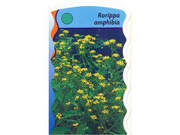 Rorippa amphibia  24
