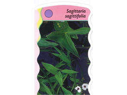 Sagittaria sagittifolia  24