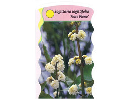 Sagittaria sagittifolia  Flore Pleno   2