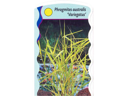 Phragmites australis  Variagatus   24