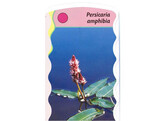 Persicaria amphibium  24