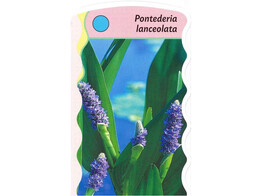 Pontedera lanceolata  24