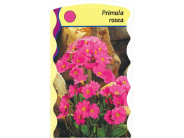 Primula rosea  24