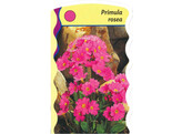 Primula rosea  24