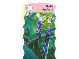 Thalia dealbata  24