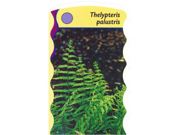 Thelepteris palustris  24