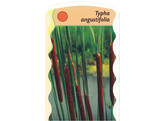 Typha angustifolia  24