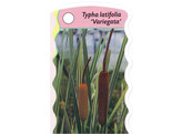 Typha latifolia  Variagata   24