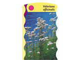 Valeriana officinalis  24